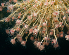 Ectopleura crocea