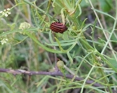 Graphosoma italicum italicum