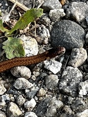 Storeria occipitomaculata