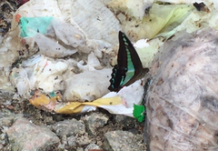 Graphium sarpedon luctatius