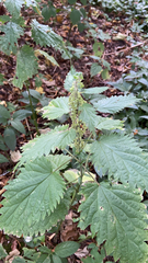 Urtica dioica