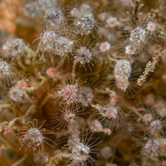 Ectopleura crocea