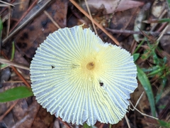 Leucocoprinus