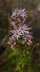 Sprengelia incarnata