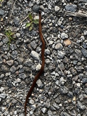 Storeria occipitomaculata