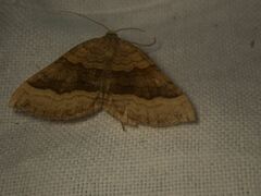 Scotopteryx chenopodiata