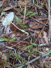 Leucocoprinus