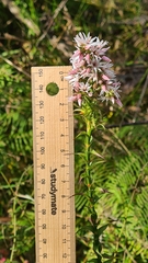 Sprengelia incarnata