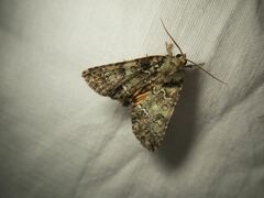 Polyphaenis sericata