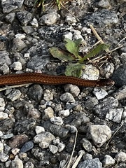 Storeria occipitomaculata