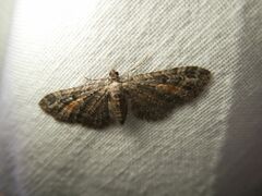 Eupithecia icterata