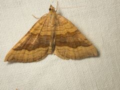 Scotopteryx chenopodiata