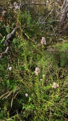 Sprengelia incarnata