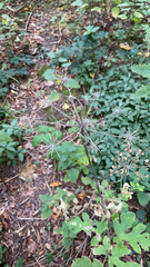 Heracleum sphondylium