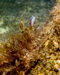 Coryphella