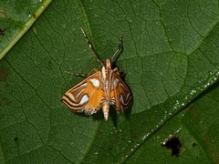 Eoophyla