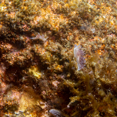 Coryphella