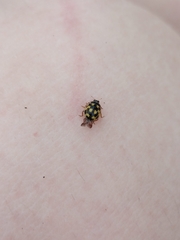 Propylea quatuordecimpunctata