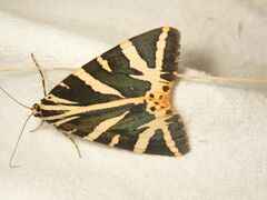 Euplagia quadripunctaria