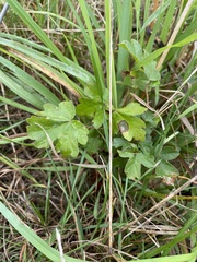 Hydrocotyle hirta