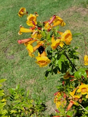Xylocopa californica arizonensis