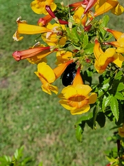 Xylocopa californica arizonensis