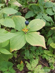 Paris quadrifolia