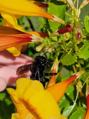 Xylocopa californica arizonensis