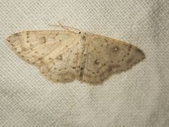 Cyclophora albipunctata