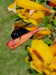 Xylocopa californica arizonensis