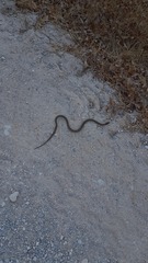 Macroprotodon brevis ibericus