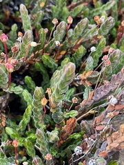 Cassiope tetragona