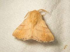 Malacosoma neustria