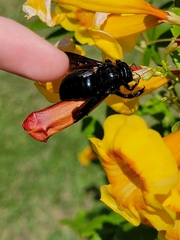 Xylocopa californica arizonensis
