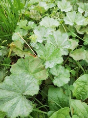 Alchemilla krylovii