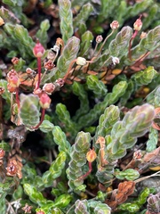 Cassiope tetragona