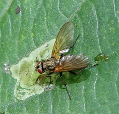 Muscoidea
