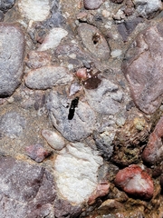Pheidole rhea