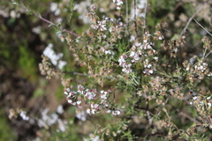 Eriocephalus