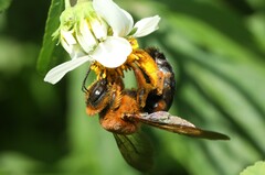 Xylocopa ruficeps