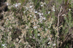 Eriocephalus