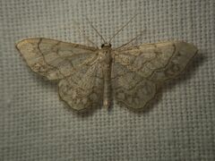 Idaea moniliata