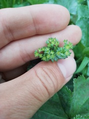 Alchemilla krylovii