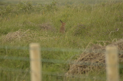 Lepus timidus hibernicus