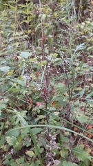 Lithospermum officinale