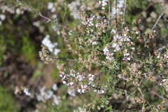 Eriocephalus