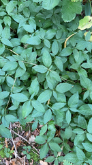 Aegopodium podagraria