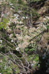 Eriocephalus