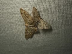 Idaea moniliata