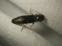 Stenagostus rhombeus